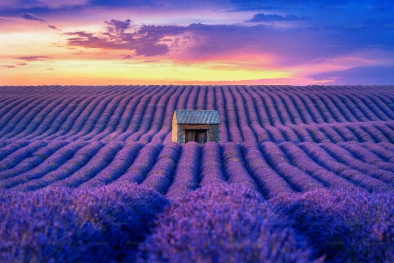 Lavendelfelder mit einem kleinen Haus im Sonnenuntergang. yamakawa.eu/direct-sales-stripes/a-summer-day-in-provande/