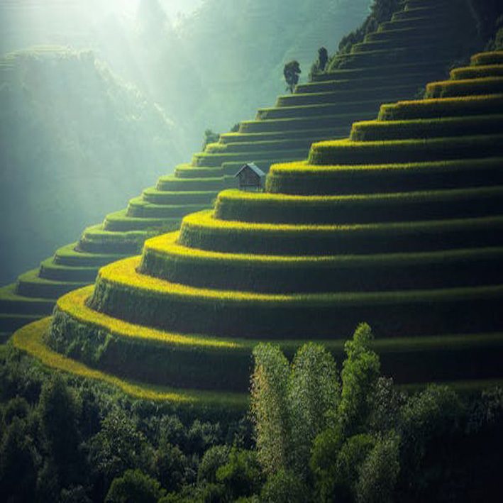 Rice terraces are the pyramids of Japan. Rice was a valuable food and source of income, so people cultivated fields higher up the mountains.